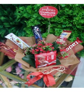 Saksı Çiçeği Kalonchoe+Çikolata